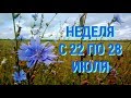 Телец, Дева, Козерог. Таро прогноз на неделю с 22 по 28 июля 2019 г.