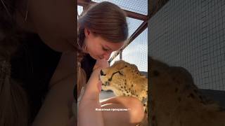 My purring cheetah