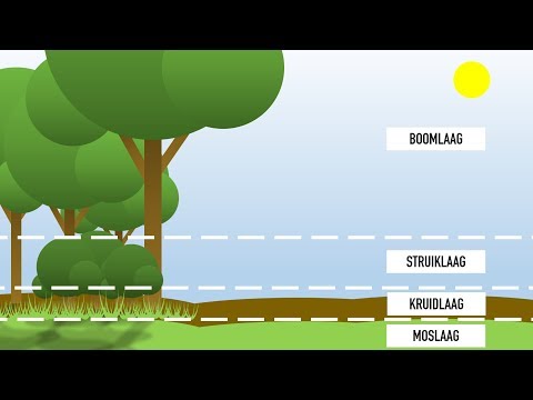 Video: Wat zijn de vormen van bos?