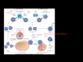 83P - Transplant rejection - Immunological basis and explanation, MHC, CD4+, CD8+, T cell