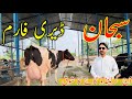 Subhan Dairy Farm | Top Australian Cow For Sale Biggest Order Girolando Cow For Sale 40+Litre Milkin