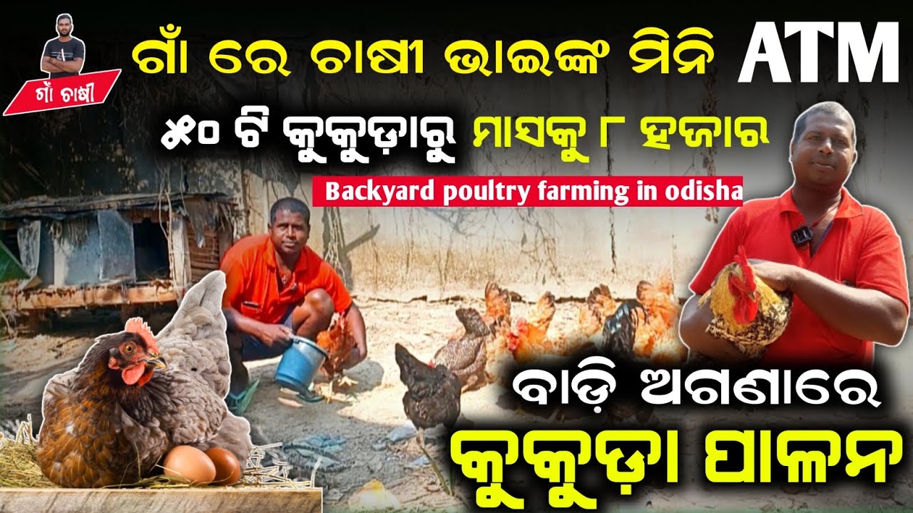 Backyard poultry farming in odisha | 50 birds | Investment| Income | Profit #kukudachasa