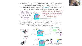 Unnatural/non-canonical amino acid incorporation by 'genetic code expansion' inspired by pyrrolysine