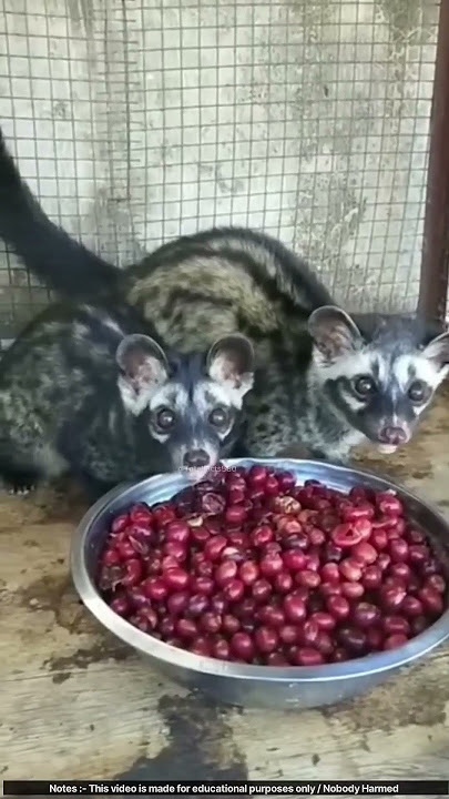 How China Makes the World's MOST EXPENSIVE Coffee ☕🤯 | Kopi Luwak