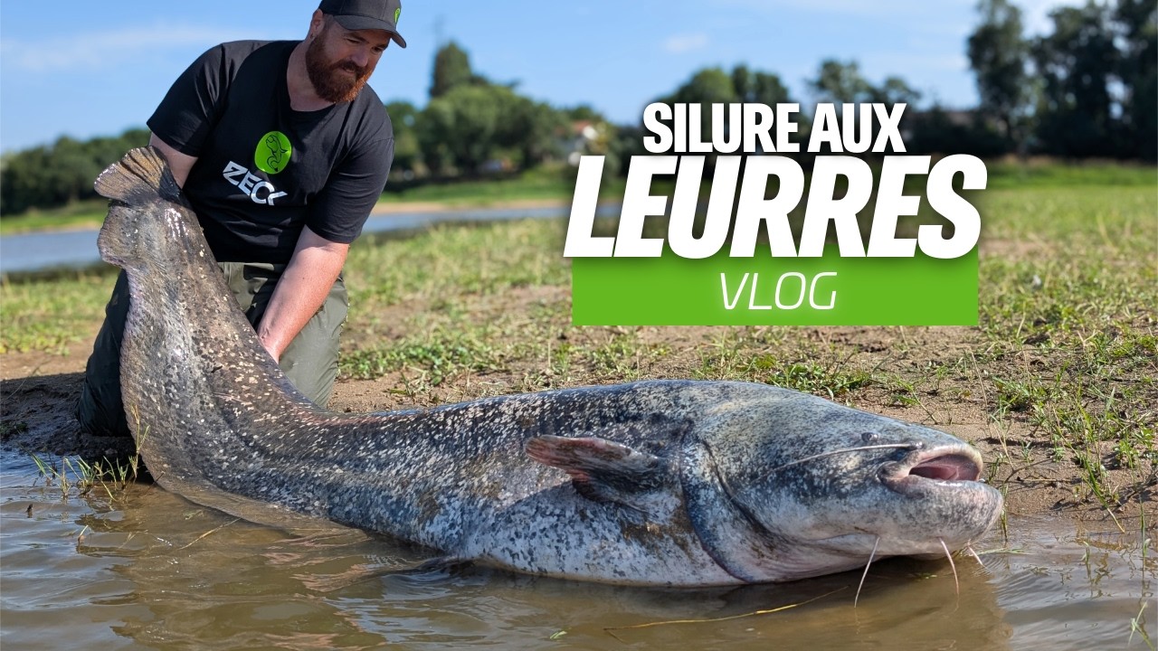 SILURE AUX LEURRES 6H pour prendre du poisson | Un coup du soir payant !