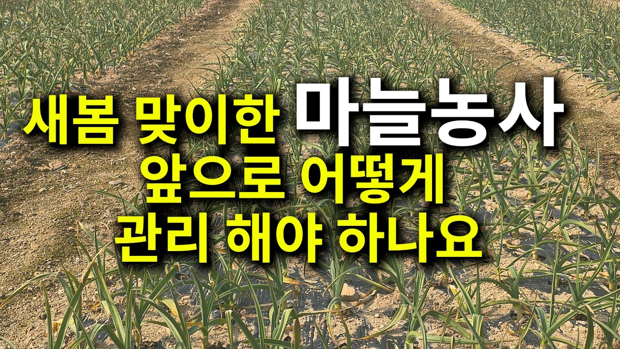 새봄 맞이한 마늘농사 앞으로 어떻게 관리 해야 하나요
