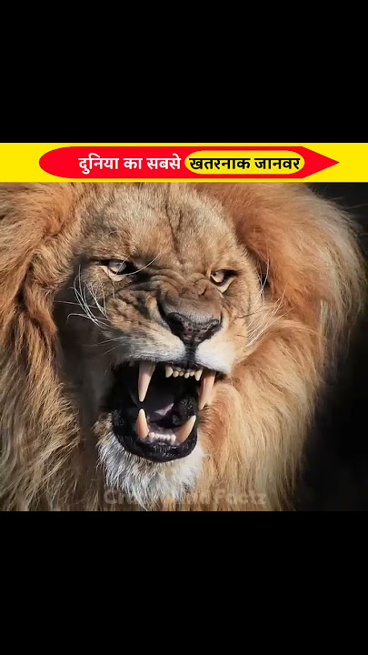 ये है दुनिया का सबसे 😱 खतरनाक जानवर | most dangerous animal #shorts