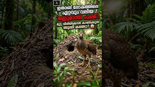 🥹അമ്മയെ കാണാത്ത കുഞ്ഞ് #megapode#birds#trending#shortsfeed #shortsmalayalam