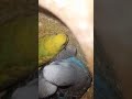 Parrot budgies #birds
