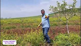 Ağaç altlarındaki otlar çapalanarak veya elle yolunarak ağaç altına serilmelidir.