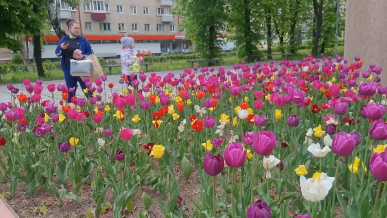 Springfield with tulips YouTube