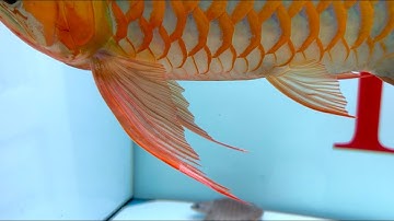 Bệnh thối vây , thối càng cá rồng. ( cách trị dưới comment nhé ! )