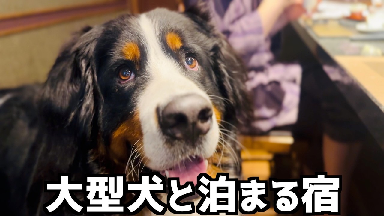 バーニーズと行く‼️那須で見つけた人生ベスト宿『悠久の宿 別邸 蜉蝣の月』