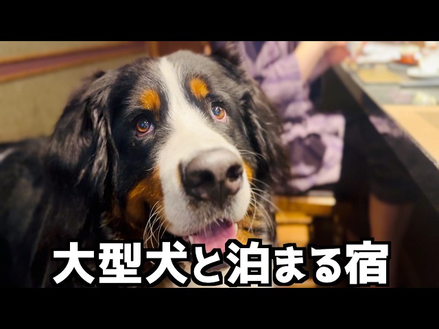 A Bernese Mountain Dog Trip‼️ My Best-Ever Stay in Nasu: 
