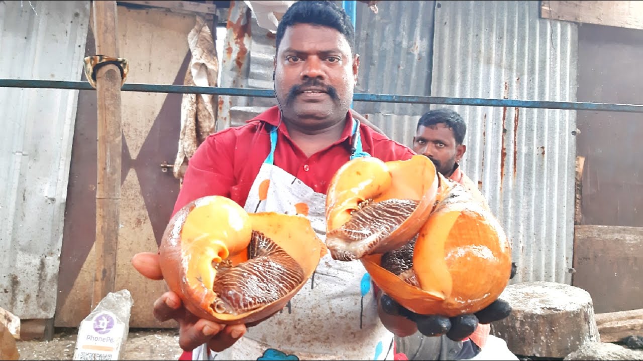 KASIMEDU SELVAM CONCH SHELL CUTTING VIDEO CUTTING SKILLS kasimedu