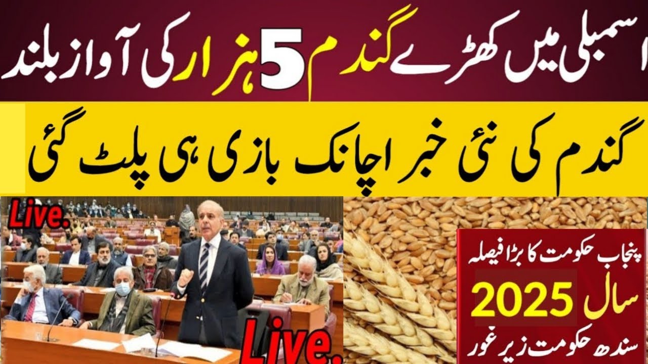 Today wheat price in punjab | گندم کا ریٹ 2025 | gandam rate today ...