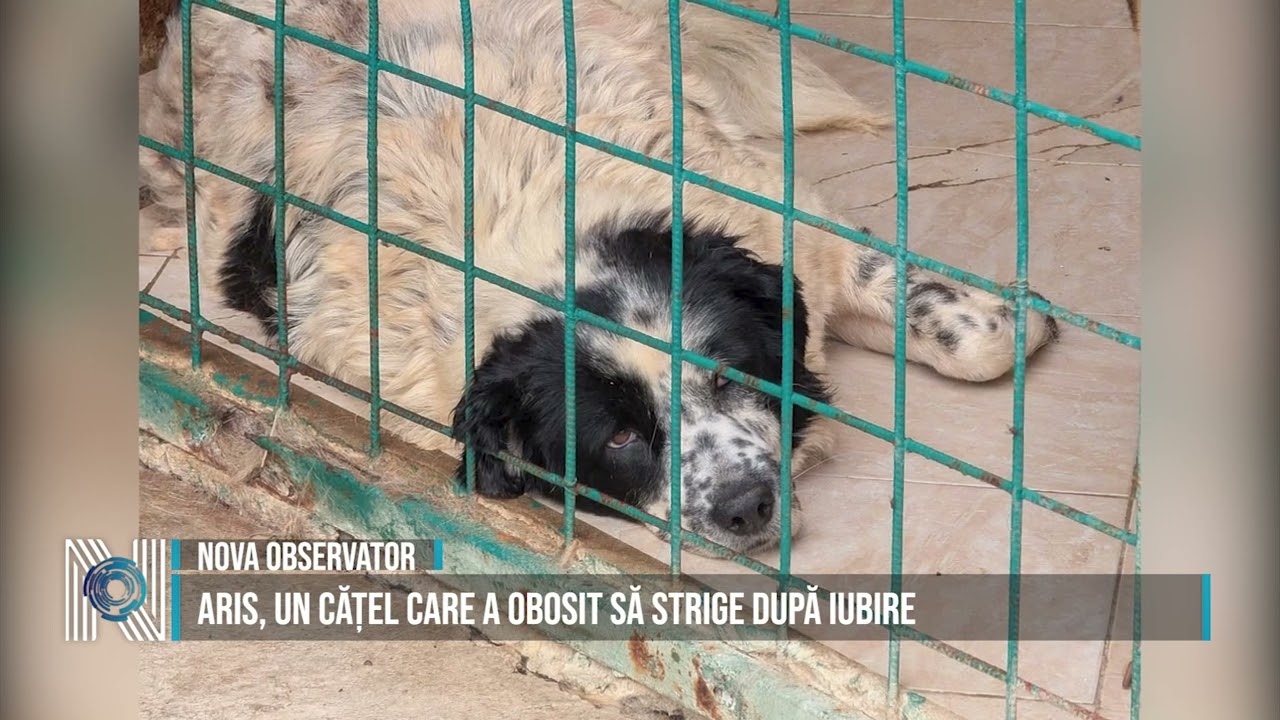 ARIS, UN CĂȚEL CARE A OBOSIT SĂ STRIGE DUPĂ IUBIRE