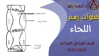 خطوات رسم نسيج اللحاء | الفصل الثاني | السادس الاحيائي | 2022