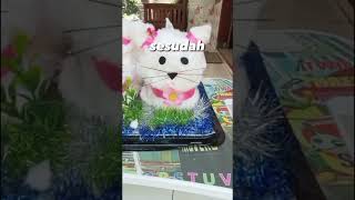 Seserahan/hantaran gula pasir 3kg. Bentuk kucing