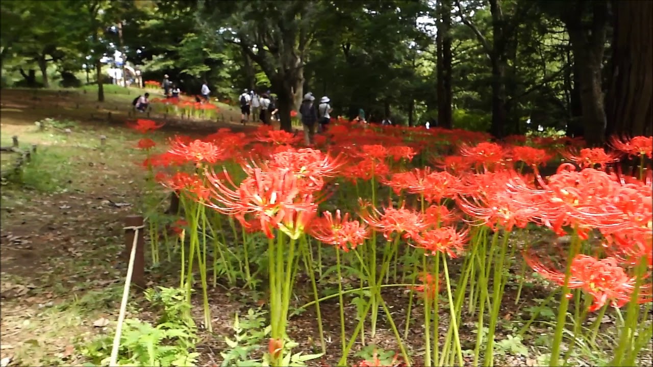 国営昭和記念公園の彼岸花 曼珠沙華 眺めのテラス南西花壇 Youtube