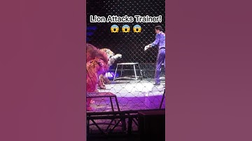 Lion attacks trainer.