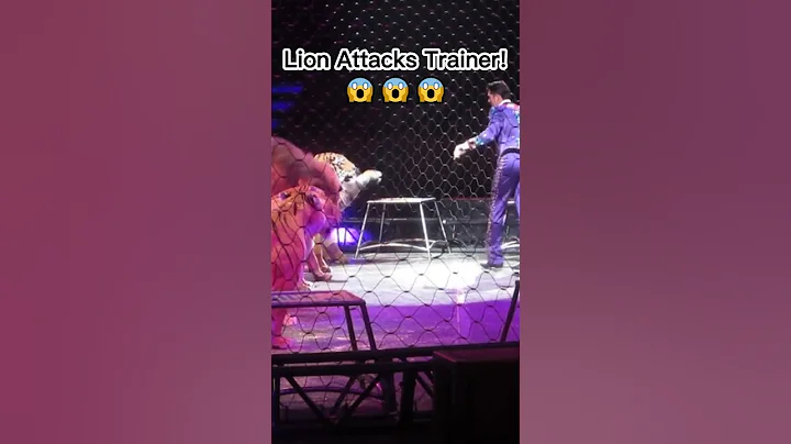 Lion attacks trainer.