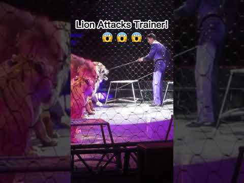 Lion attacks trainer.