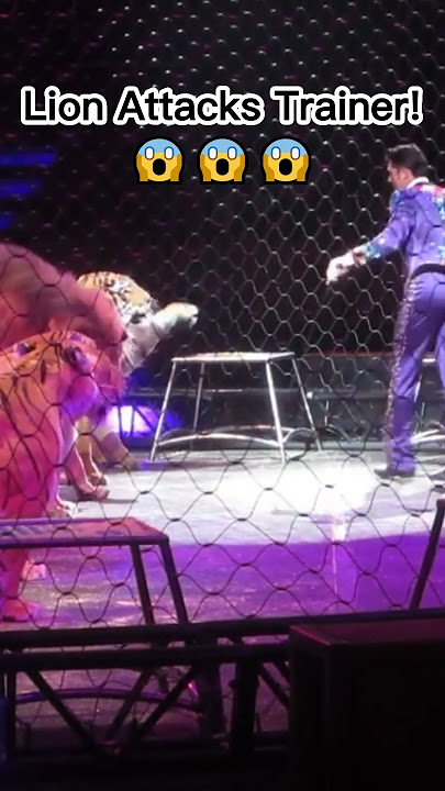 Singa menyerang pelatih.
