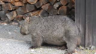Wombat  Butt scratching  Tasmania  2015