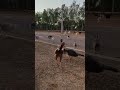 Beautiful Hens & Peacock!! #beautifulnature #shortvideo