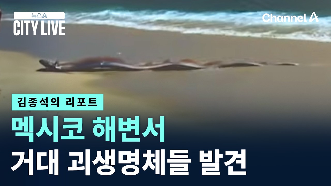 [김종석의 리포트]멕시코 해변서 거대 괴생명체들 발견 / 채널A / 뉴스A CITY LIVE