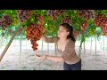 Harvesting grapes goes to village market sell farm life  ly tieu toan