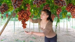 Harvesting Grapes Goes To Village Market Sell, Farm Life || Ly Tieu Toan