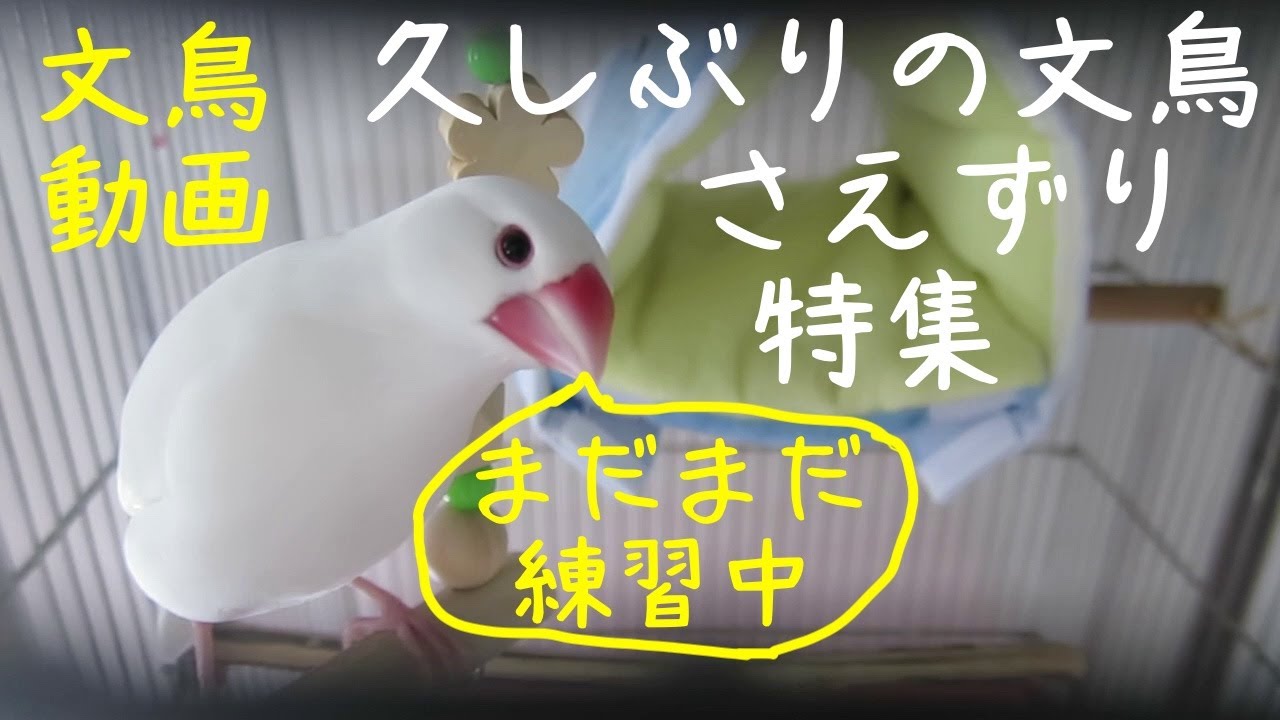 白文鳥ふーちゃんのさえずり特集 文鳥動画 - YouTube