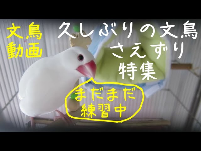 白文鳥ふーちゃんのさえずり特集 文鳥動画 - YouTube