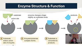 Enzyme Kinetics Basics