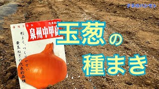 【簡単便利】タマネギの種まき　　タネのハシモト