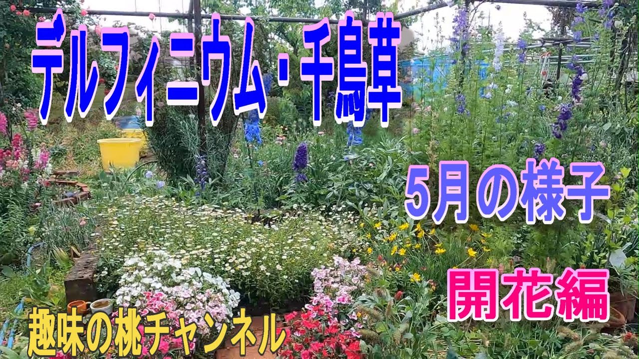 デルフィニウム・千鳥草】5月の様子 開花編 24/6/13 - YouTube