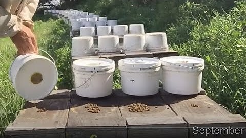 Preparing Honey Bees for a Canadian Winter - 2019 Fall Video Compilation