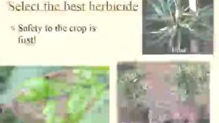 Chap. 3 Dr. Joe Neal-BASF FreeHand® 1.75G herbicide trials
