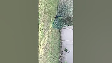 Peacock feather #nature #beautiful #birdsPeacock sound zoom