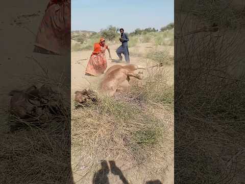 س ر ائ ي ات ي ب ر د ن ج م ل ه ن ف اس ت ظ ل ت ح ت الش ج ر ة و ع م ال ف ر ح