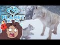 Absolute PANIC!! ... Also WOLF Pups!! 🐏 Planet Zoo: Ice Ice Outpost • #30