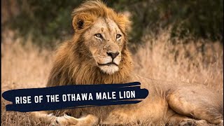 OTHAWA MALE LION NGUVU - DOCUMENTARY - SON OF MAJINGILANE MALE LIONS