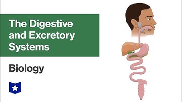 The Digestive and Excretory Systems | Biology
