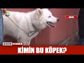 Kimin bu köpek?