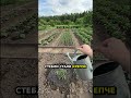 Артикул Biogrowth ВБ: WW348356 — Советы для богатого урожая
