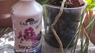 Orxideya Bitkisinə Necə Gübrə Verə Bilərik?