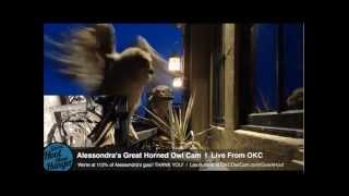 Alessondra's OKC Great Horned Owl Cam Owlets Friday Night Fun 4-4-2014
