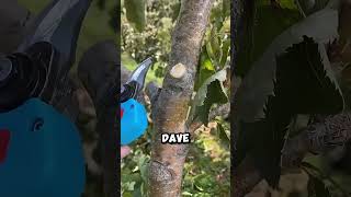 Is Dave the goat 🐐